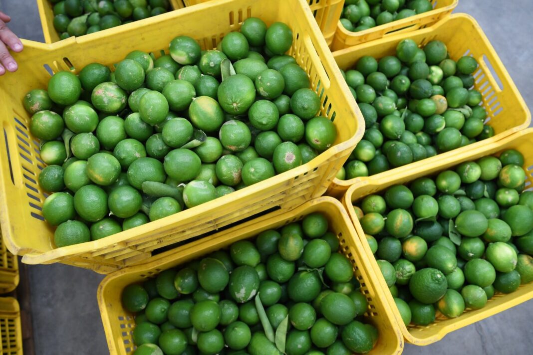 Limoneros de Apatzingán denuncian “mala racha” por inseguridad, Bedolla señala que es “por la temporada” Limoneros de Apatzingán denuncian “mala racha” por inseguridad, Bedolla señala que es “por la temporada”