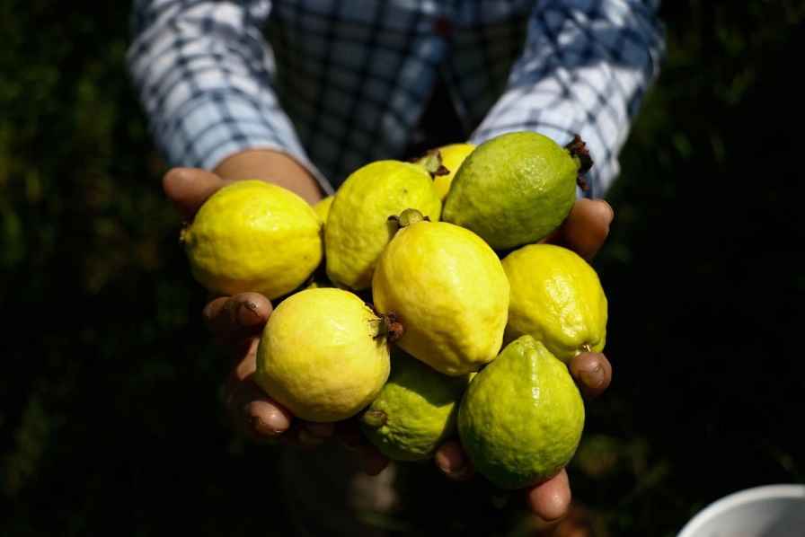 Michoacán, primer lugar nacional en producción de guayaba Michoacán, primer lugar nacional en producción de guayaba