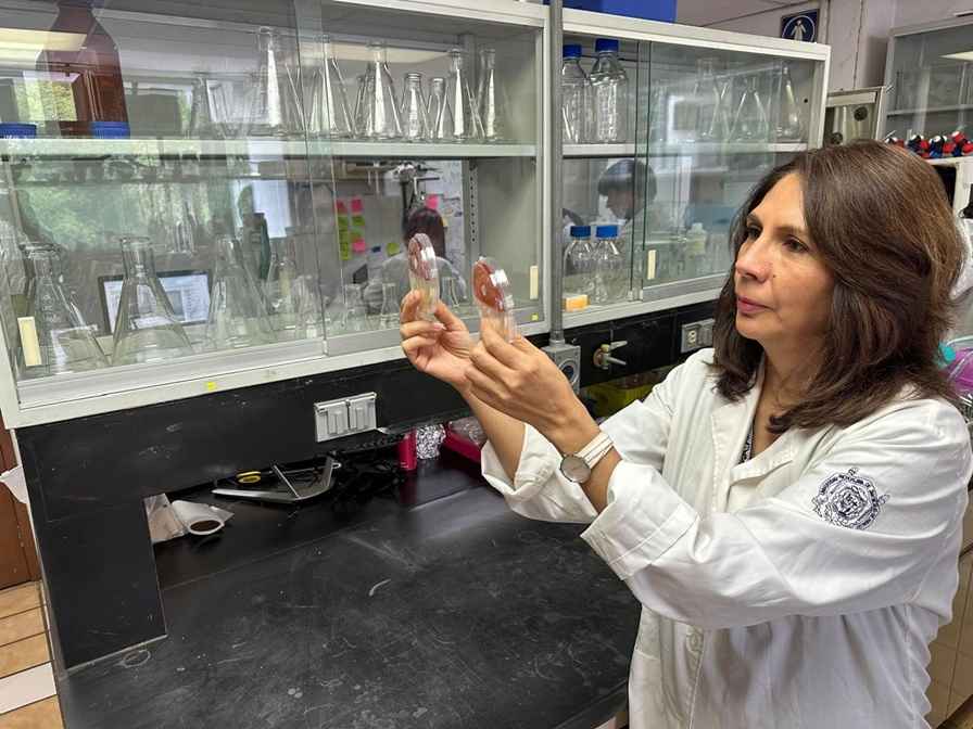 La investigadora nicolaita, Lourdes Macías, considerada como una de las mejores a nivel mundial La investigadora nicolaita, Lourdes Macías, considerada como una de las mejores a nivel mundial