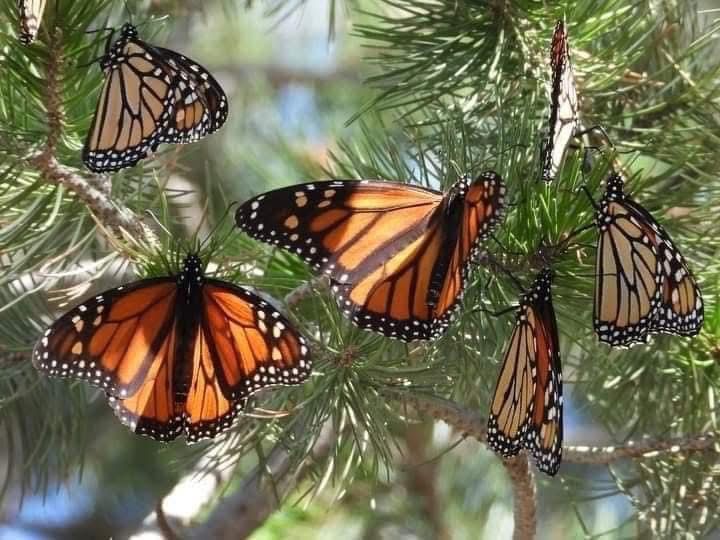 Llegó la primera Mariposa Monarca con transmisor satelital a Michoacán Llegó la primera Mariposa Monarca con transmisor satelital a Michoacán