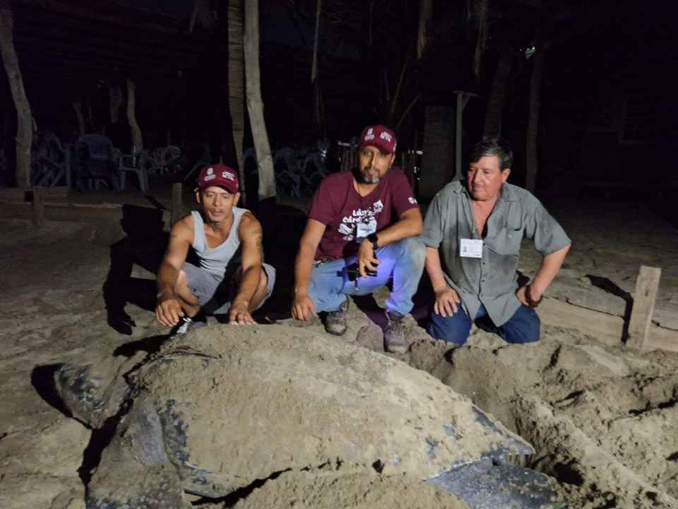 Llegan primeras tortugas laúd a la costa de Michoacán Llegan primeras tortugas laúd a la costa de Michoacán