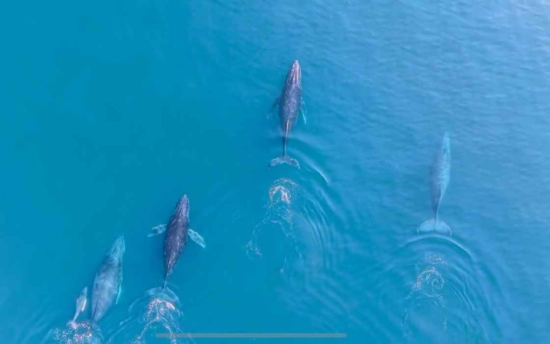 Regresan las ballenas jorobadas al Pacífico michoacano Regresan las ballenas jorobadas al Pacífico michoacano