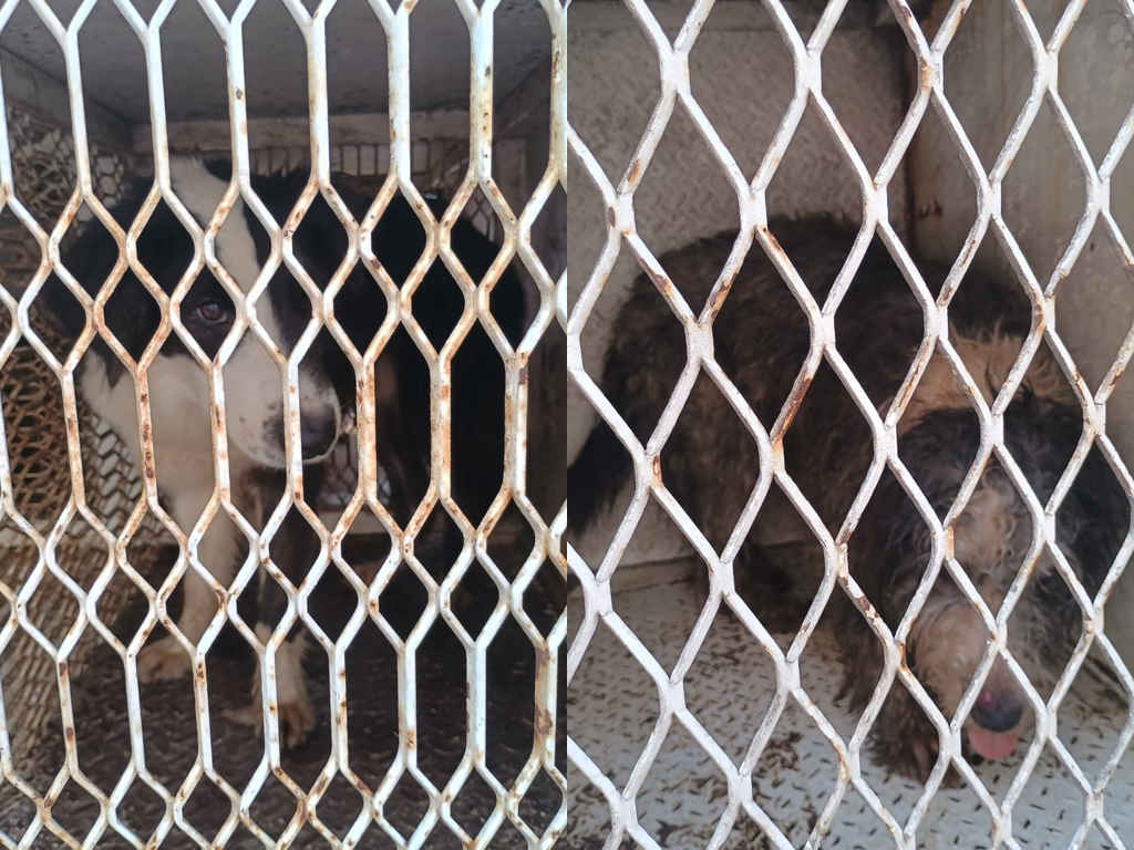 Serán puestos en adopción 60 perritos rescatados de una casa ubicada en el centro de Morelia Serán puestos en adopción 60 perritos rescatados de una casa ubicada en el centro de Morelia