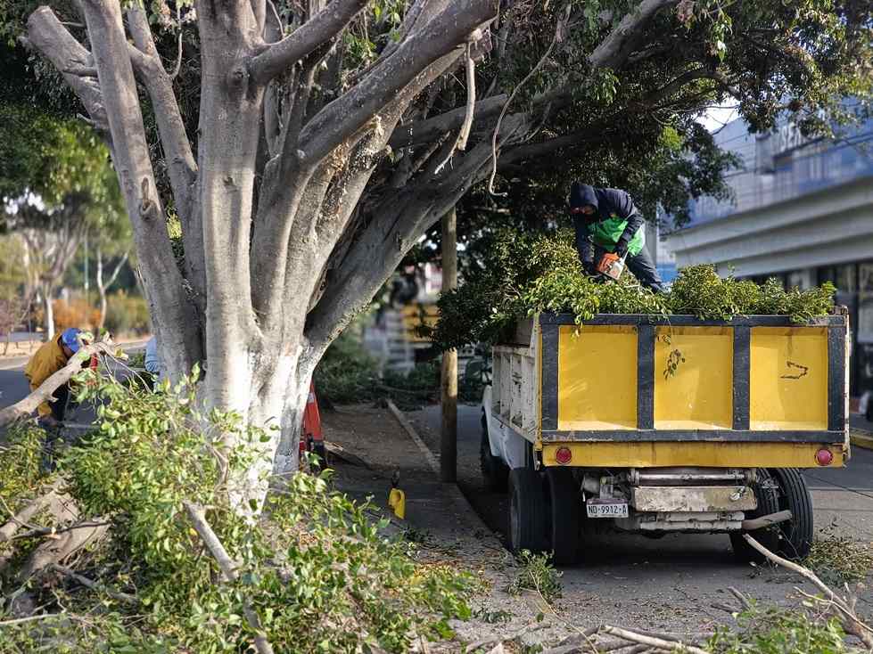 Refuerza Servicios Públicos la seguridad y el entorno urbano con poda de árboles en Calzada La Huerta Refuerza Servicios Públicos la seguridad y el entorno urbano con poda de árboles en Calzada La Huerta