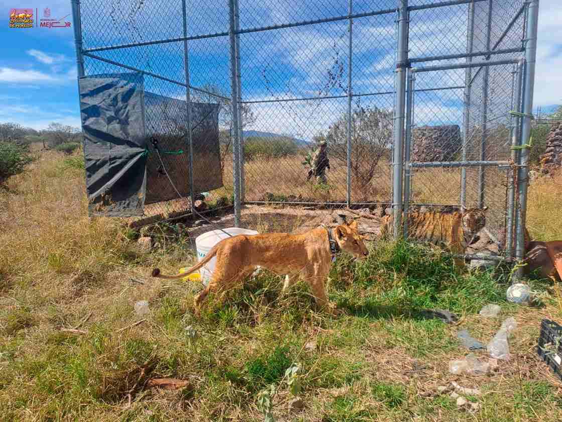Zoológico de Morelia resguarda a felinos rescatados en Jiquilpan Zoológico de Morelia resguarda a felinos rescatados en Jiquilpan