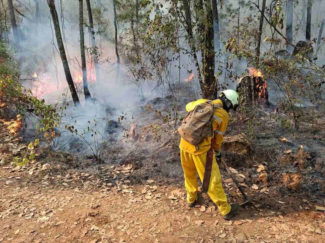 Incendio en Área Natural Protegida de Tzitzio, controlado al 100 % Incendio en Área Natural Protegida de Tzitzio, controlado al 100 %