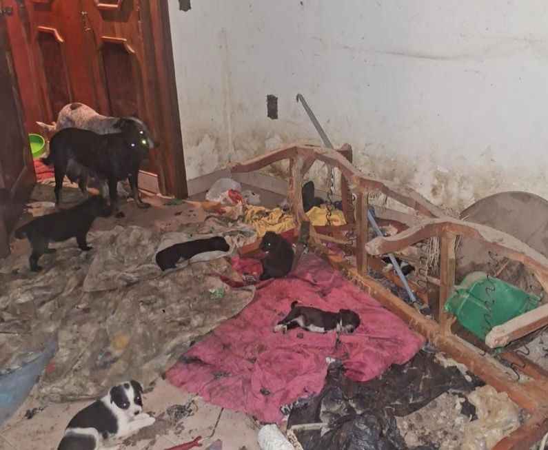 Rescatan a 29 perros en condiciones extremas de maltrato en Sahuayo; hay una detenida Rescatan a 29 perros en condiciones extremas de maltrato en Sahuayo; hay una detenida