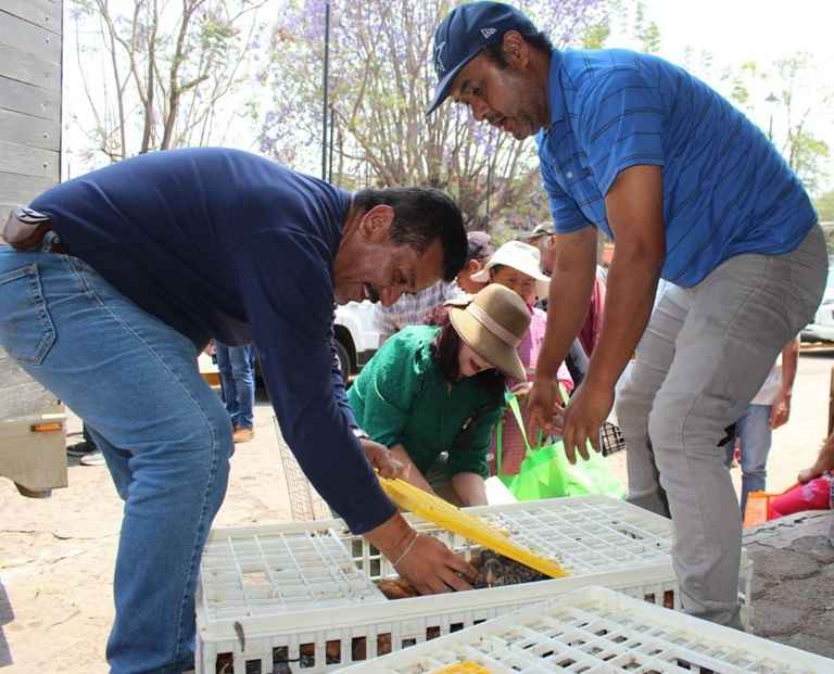 Saderm continúa entrega de gallinas ponedoras en apoyo a las tenencias de Morelia Saderm continúa entrega de gallinas ponedoras en apoyo a las tenencias de Morelia