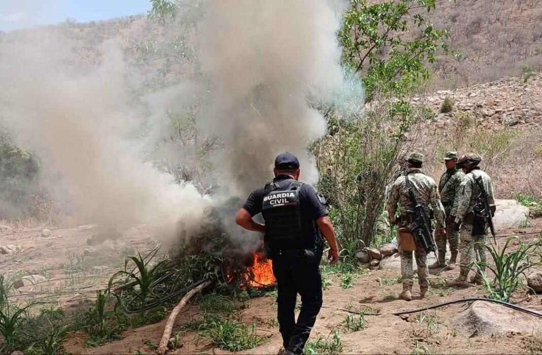 SSP y Defensa incineran 12 mil 600 plantas de mariguana SSP y Defensa incineran 12 mil 600 plantas de mariguana