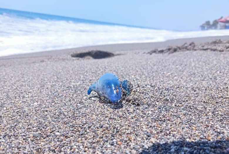 Alertan por presencia de “dragón azul” en playas de Michoacán; piden evitar contacto Alertan por presencia de “dragón azul” en playas de Michoacán; piden evitar contacto