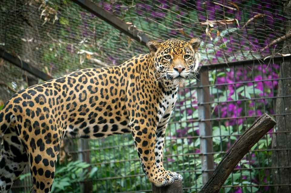 Busca Zoológico de Morelia reproducción de jaguares bajo cuidado humano Busca Zoológico de Morelia reproducción de jaguares bajo cuidado humano