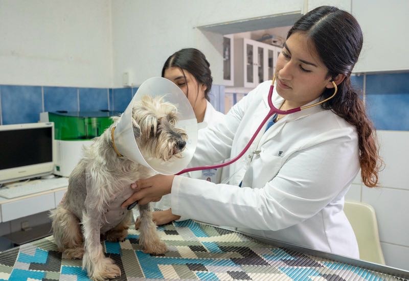 Licenciatura en medicina veterinaria y zootecnia busca refrendar su calidad; está en proceso de re acreditación Licenciatura en medicina veterinaria y zootecnia busca refrendar su calidad; está en proceso de re acreditación