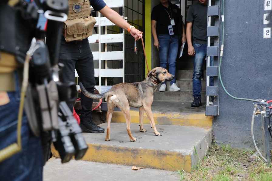 Rescatan a cuatro perros víctimas de maltrato y abandono en Villas del Pedregal Rescatan a cuatro perros víctimas de maltrato y abandono en Villas del Pedregal