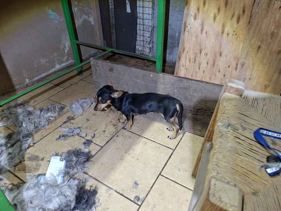 Rescata FGE a cinco ejemplares caninos víctimas de maltrato y abandono en Apatzingán Rescata FGE a cinco ejemplares caninos víctimas de maltrato y abandono en Apatzingán