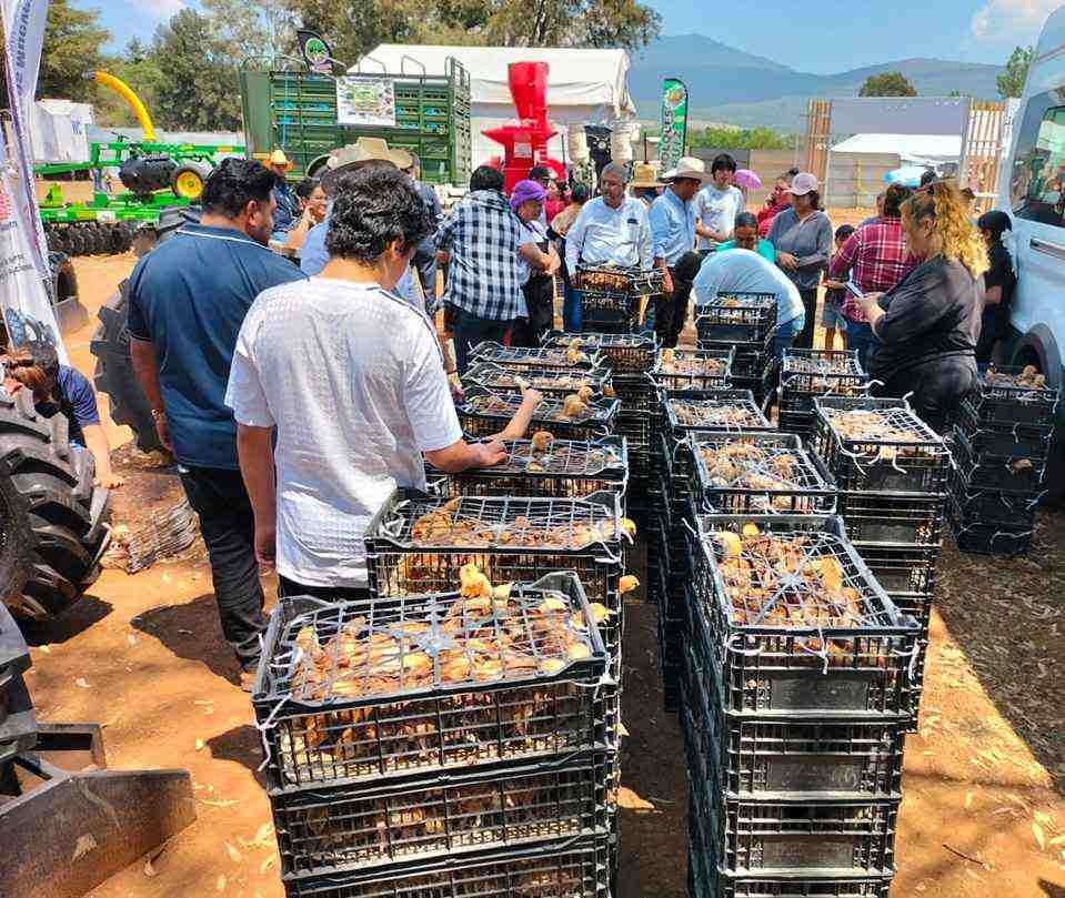 En apoyo al campo, Gobierno de Morelia entrega gallinas ponedoras en la Agrotegan En apoyo al campo, Gobierno de Morelia entrega gallinas ponedoras en la Agrotegan