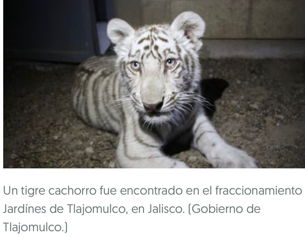 Aseguran cachorro de tigre de bengala deambulando en Tlajomulco Aseguran cachorro de tigre de bengala deambulando en Tlajomulco