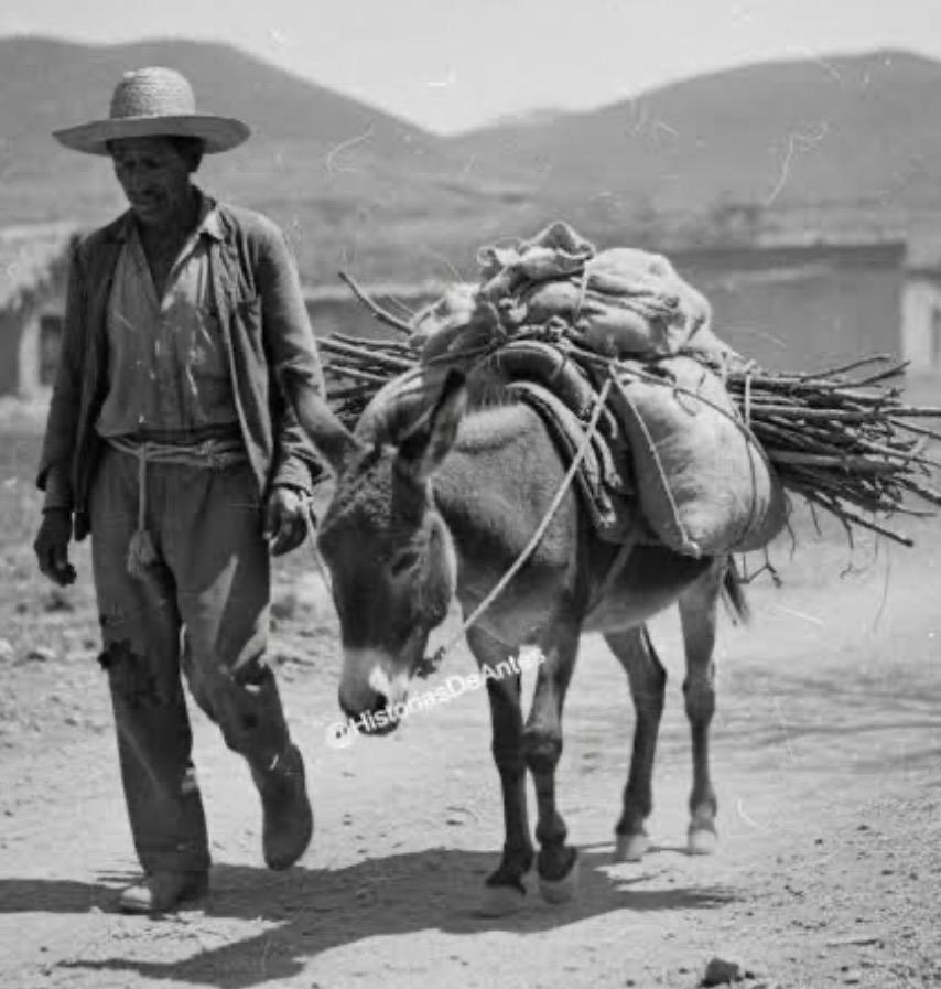 El Burro de Carga: ¿Protección o Sentencia de Extinción? El Burro de Carga: ¿Protección o Sentencia de Extinción?