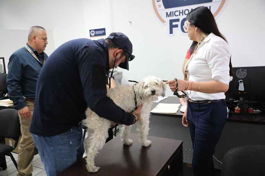 Investiga FGE posible caso de maltrato animal tras difusión de video en redes sociales Investiga FGE posible caso de maltrato animal tras difusión de video en redes sociales