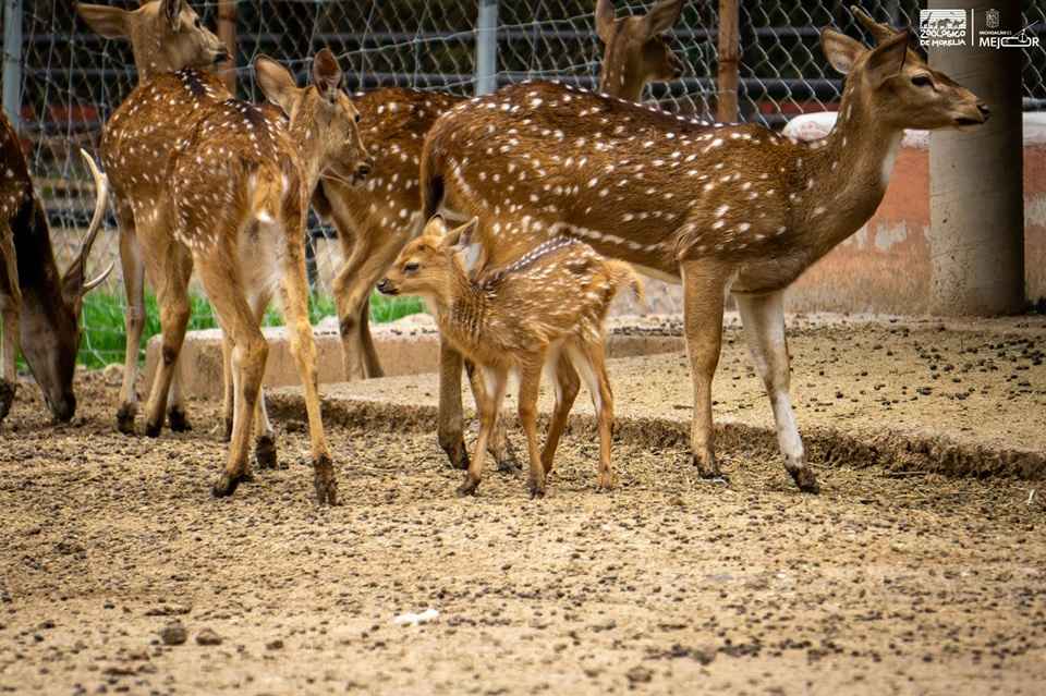 Crece la familia del Zoológico de Morelia: registran exitosa temporada de reproducciones Crece la familia del Zoológico de Morelia: registran exitosa temporada de reproducciones