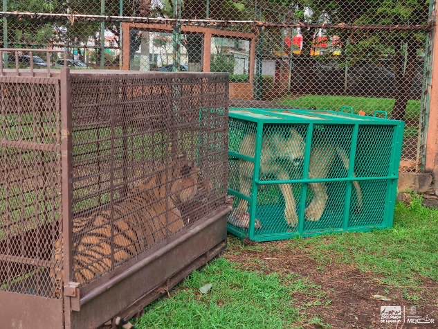 Concluye rehabilitación de 3 felinos rescatados en el Zoológico de Morelia Concluye rehabilitación de 3 felinos rescatados en el Zoológico de Morelia