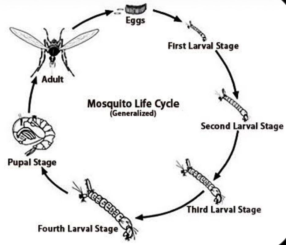 Ciclo de Vida de los Mosquitos 🦟 Ciclo de Vida de los Mosquitos 🦟