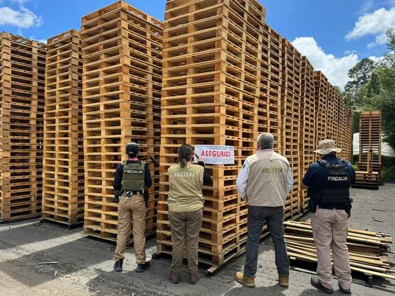 Participa FGE en operativo conjunto que derivó en aseguramiento precautorio de productos forestales en Madero Participa FGE en operativo conjunto que derivó en aseguramiento precautorio de productos forestales en Madero