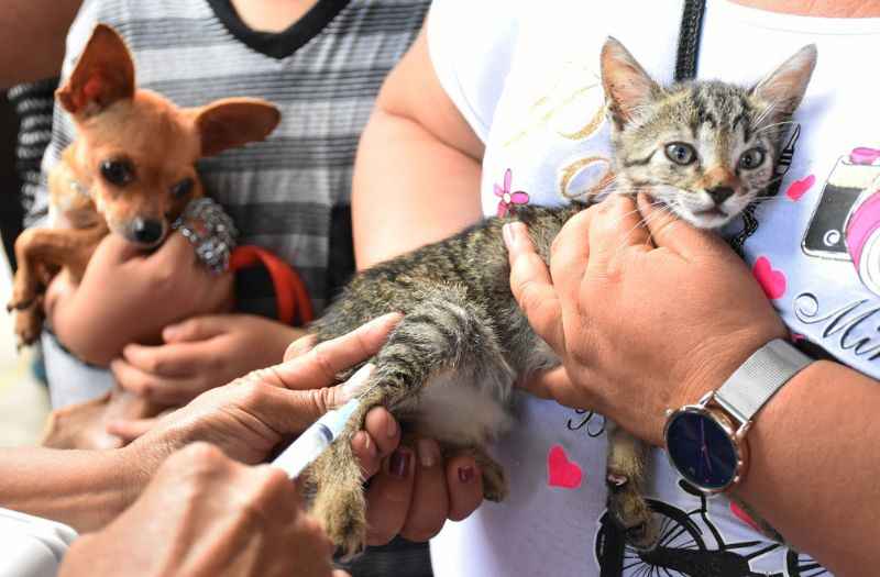SSM llama a reforzar prevención en el hogar por el Día Mundial de las Zoonosis SSM llama a reforzar prevención en el hogar por el Día Mundial de las Zoonosis