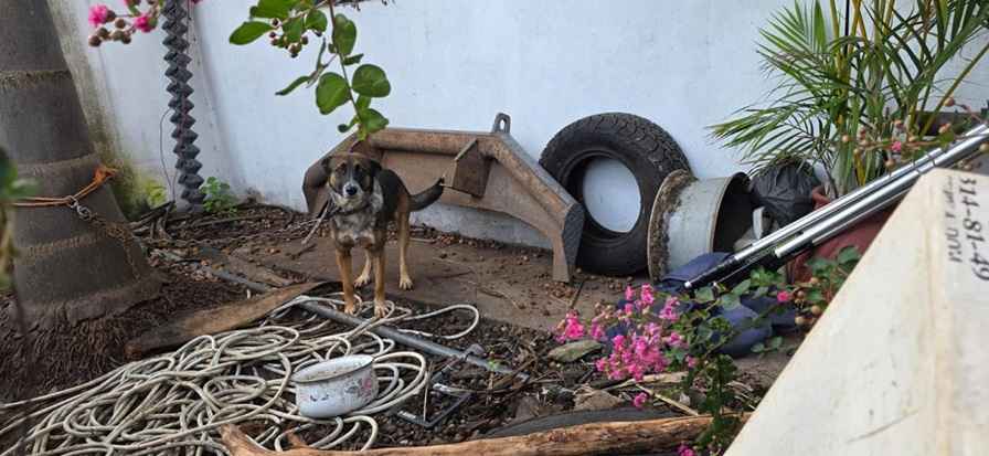 Fiscalía de Michoacán ejecuta cateo y rescata a canino víctima de maltrato en Zitácuaro Fiscalía de Michoacán ejecuta cateo y rescata a canino víctima de maltrato en Zitácuaro
