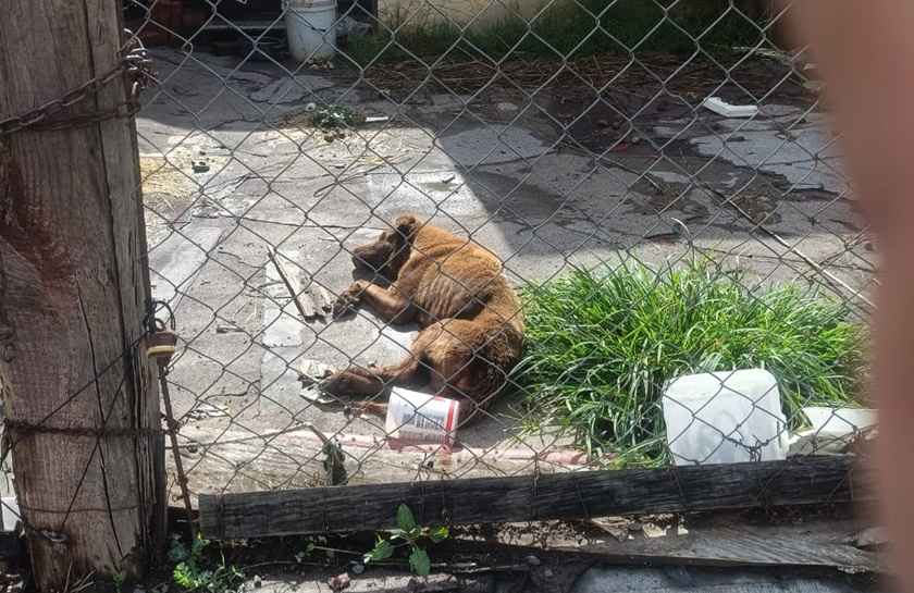 Rescatan a ser sintiente víctima de maltrato durante cumplimiento de una orden de cateo en Morelia Rescatan a ser sintiente víctima de maltrato durante cumplimiento de una orden de cateo en Morelia