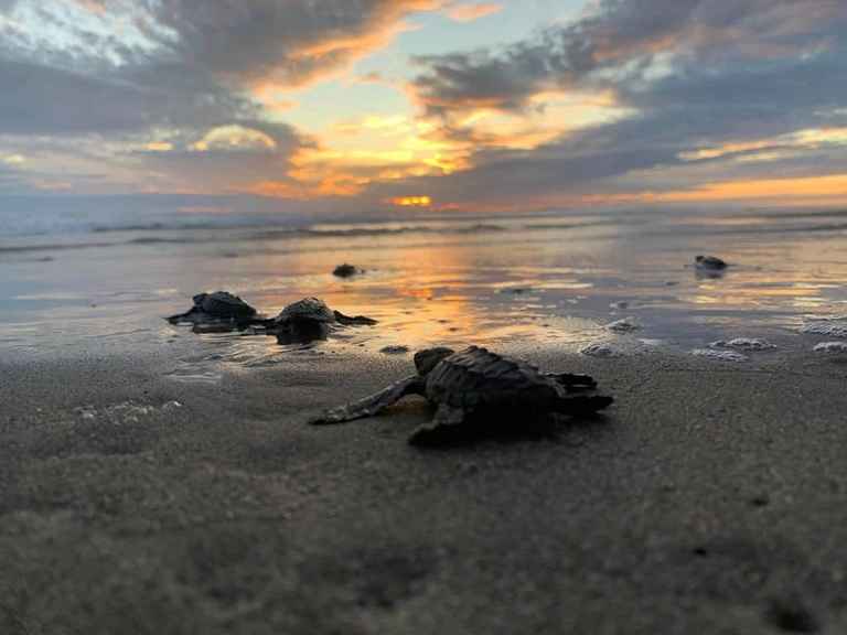 Michoacán está listo para el arribo de miles de tortugas marinas Michoacán está listo para el arribo de miles de tortugas marinas