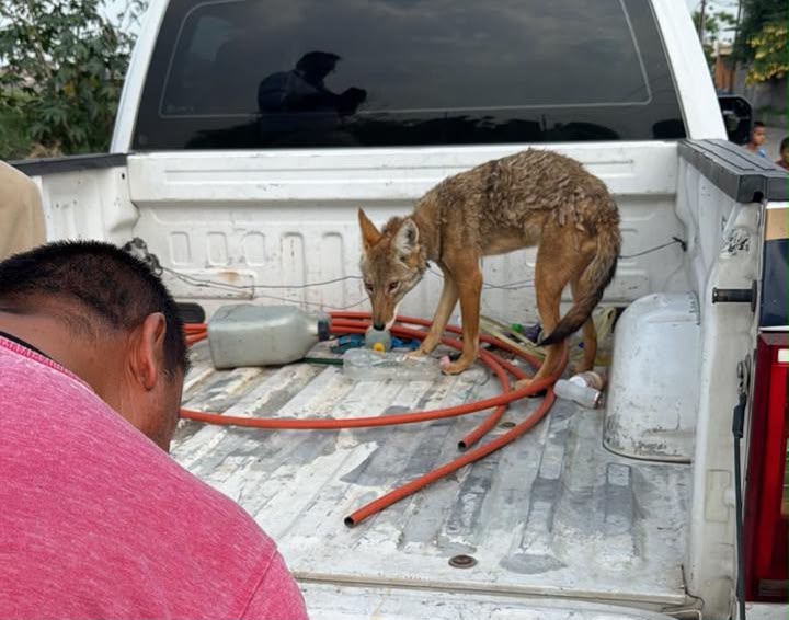 Resguarda FGE ejemplar de coyote mexicano localizado en Numarán Resguarda FGE ejemplar de coyote mexicano localizado en Numarán