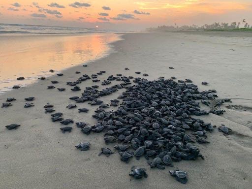 Michoacán está listo para el arribo de miles de tortugas marinas Michoacán está listo para el arribo de miles de tortugas marinas