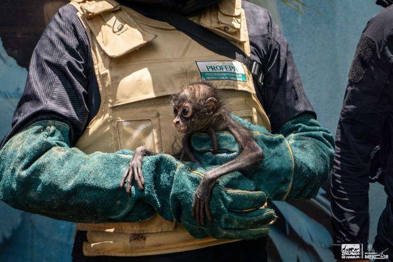 Con personal especializado, Zoológico de Morelia brinda atención a mono araña rescatado por Profepa Con personal especializado, Zoológico de Morelia brinda atención a mono araña rescatado por Profepa