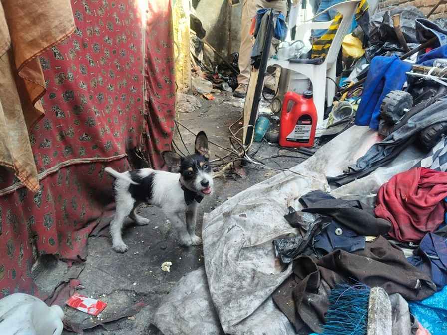 En cateo, asegura FGE dos ejemplares caninos de raza criolla por presunto maltrato animal En cateo, asegura FGE dos ejemplares caninos de raza criolla por presunto maltrato animal