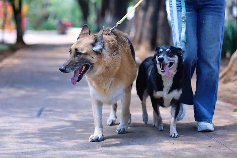 SSM exhorta a vacunar contra la rabia a los animales de compañía SSM exhorta a vacunar contra la rabia a los animales de compañía