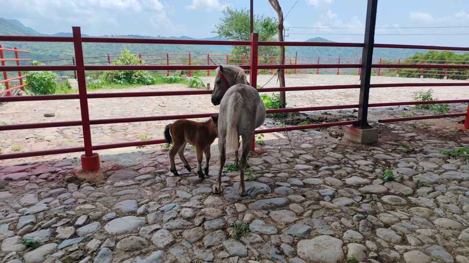 Cumplimenta FGE cateo en Arteaga y asegura cuatro ejemplares equinos Cumplimenta FGE cateo en Arteaga y asegura cuatro ejemplares equinos