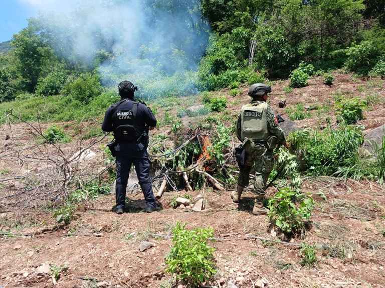 SSP y Defensa localizan e incineran 861 kilos de marihuana en Huetamo SSP y Defensa localizan e incineran 861 kilos de marihuana en Huetamo