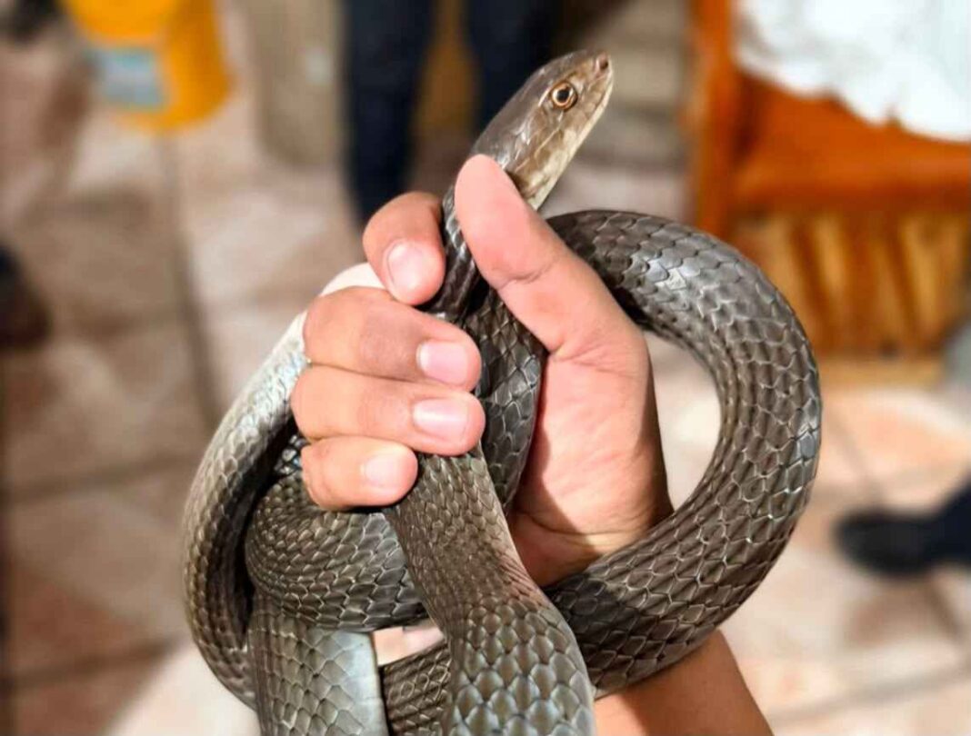 Protección Civil de Morelia atiende de manera oportuna reportes de reptiles en domicilios Protección Civil de Morelia atiende de manera oportuna reportes de reptiles en domicilios