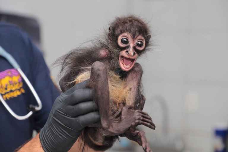Obtiene FGE vinculación a proceso contra un hombre por maltrato animal y posesión de un mono araña en peligro de extinción Obtiene FGE vinculación a proceso contra un hombre por maltrato animal y posesión de un mono araña en peligro de extinción