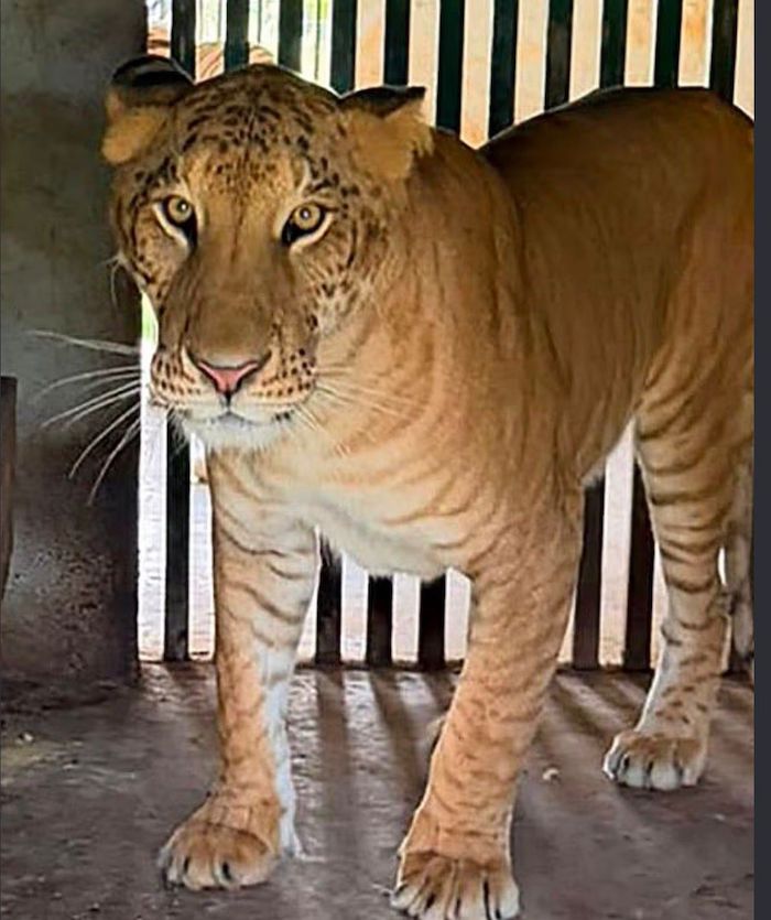 Aseguran a un ligre en zoológico clandestino de Tamaulipas: La historia detrás del felino gigante Aseguran a un ligre en zoológico clandestino de Tamaulipas: La historia detrás del felino gigante
