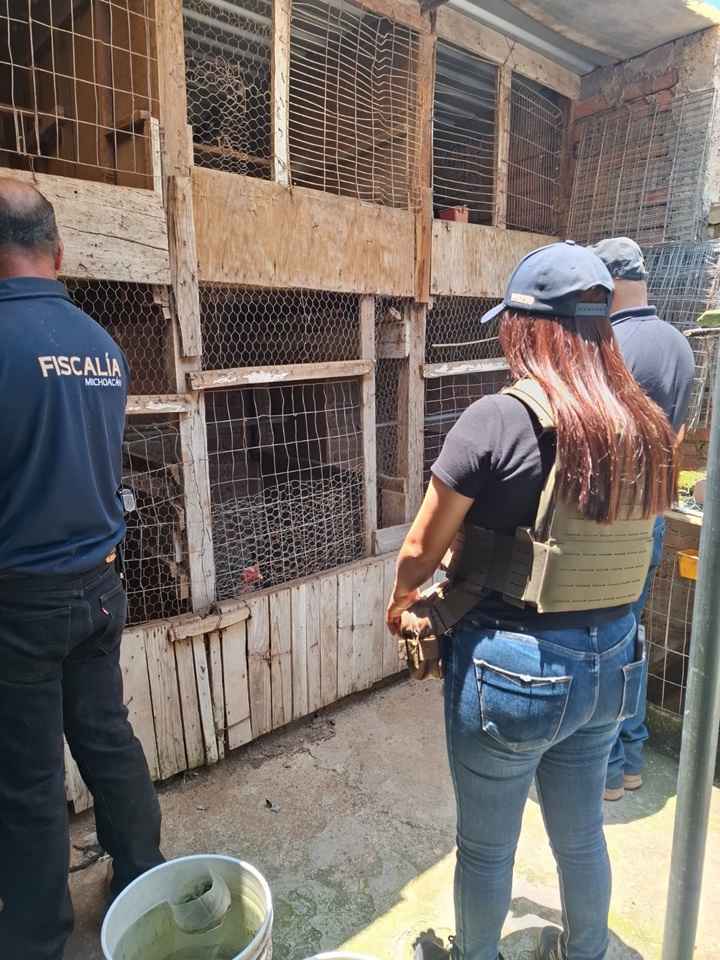 FGE salvaguarda a tres mujeres víctimas de violencia y asegura 19 animales en condiciones de maltrato en Morelia FGE salvaguarda a tres mujeres víctimas de violencia y asegura 19 animales en condiciones de maltrato en Morelia