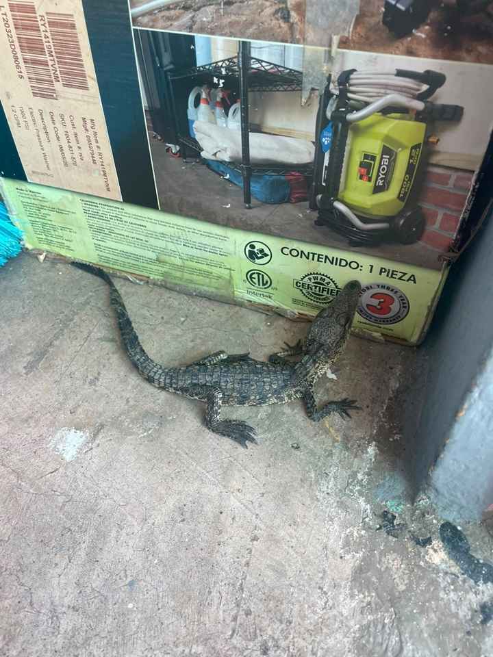 Gobierno de Morelia captura y rescata reptil en Hacienda del Sol Gobierno de Morelia captura y rescata reptil en Hacienda del Sol