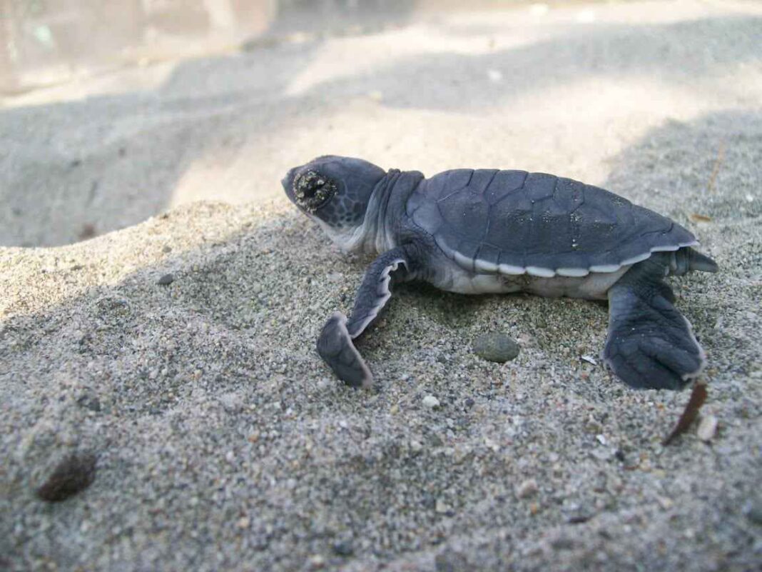 Nacen las primeras crías de tortuga marina tras el paso de los huracanes en costas michoacanas Nacen las primeras crías de tortuga marina tras el paso de los huracanes en costas michoacanas