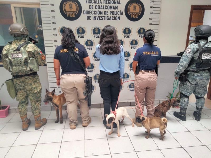 Rescatan a cuatro ejemplares caninos durante cateo por maltrato animal en Coalcomán Rescatan a cuatro ejemplares caninos durante cateo por maltrato animal en Coalcomán