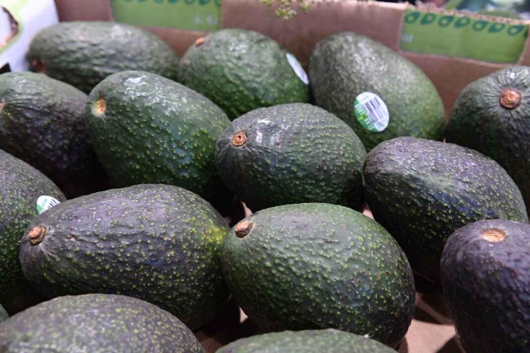 Mientras aguacateros exigen 45 pesos por kilo, Bedolla propone ampliar exportaciones a Asia Mientras aguacateros exigen 45 pesos por kilo, Bedolla propone ampliar exportaciones a Asia